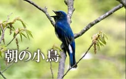 停止