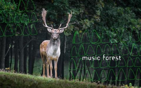 music forestのヘッダー画像
