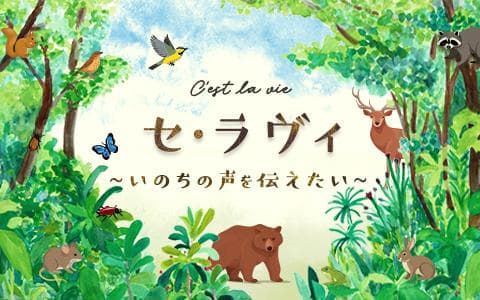 セ・ラヴィ～いのちの声を伝えたい～
