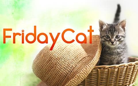 Friday Catのヘッダー画像