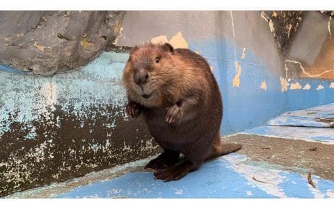 耳で楽しむ ゾワゾワラジオのヘッダー画像